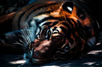 ᐉ Окол песчаника Шкура тигра в Москве ➤➤ цена 10300.00 р/ м2 от  производителя ≡Престол≡