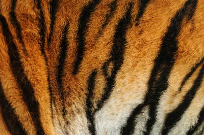 Шкуру тигра выставили посушиться за окном в Приморье - Рамблер/новости