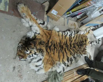 Настоящая тигровая шкура стоковое фото ©taviphoto 44375713