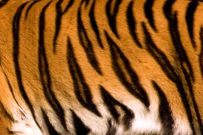 Текстура шкур тигра стоковое изображение. изображение насчитывающей  конспектов - 134584775