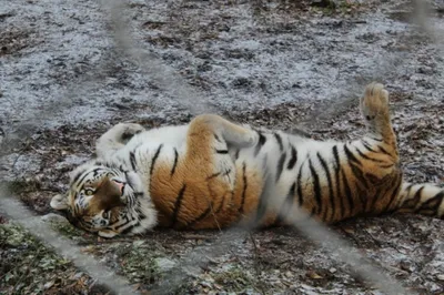 Камень природный натуральный - Шкура тигра ростовская пластушка
