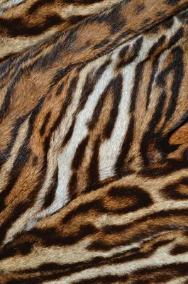 Почему тигры полосатые?» - Notivory