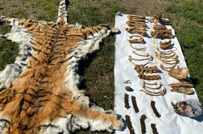 У жителя Приморского края нашли шкуру и кости амурских тигров ⋆ НИА  \"Экология\" ⋆