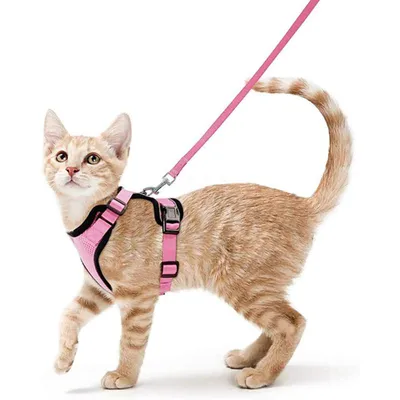 Шлейка для кошек Легкий дышащий регулируемый нагрудный ремень с  быстросъемной пряжкой для домашних животных – лучшие товары в  онлайн-магазине Джум Гик