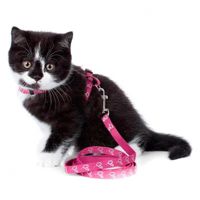 Шлейка-поводок для кошек - отзывы покупателей на маркетплейсе Мегамаркет |  Артикул товара:100036576949