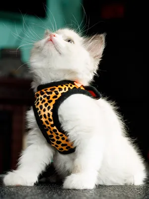 Zoodrug - Шлейка Trixie с поводком для кошек. Цвет: Черный. Размер: 18-35  см. в \"Zoodrug\". Купить по лучшей цене