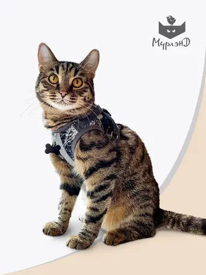 Мягкая шлейка XXL и поводок для больших кошек, Trixie 41895 в Москве с  доставкой по России