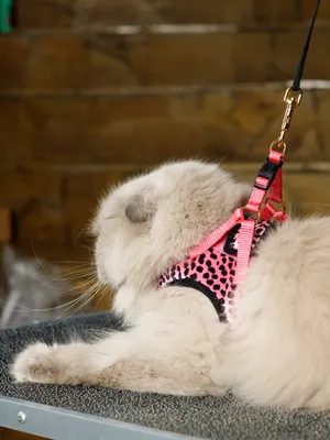 Шлейка для котят Trixie с поводком из нейлона, купить в интернет-магазине  Филя с быстрой доставкой в Санкт-Петербурге