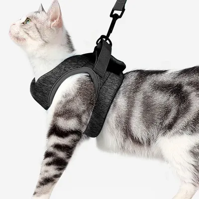Регулируемая шлейка-жилетка для кошек с поводком / Кошачья - купить с  доставкой по выгодным ценам в интернет-магазине OZON (970109830)