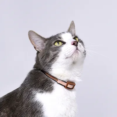 Купить Beeztees Замшевая шлейка для кота - доставка, цена и наличие в  интернет-магазине и аптеках Доктор Вет