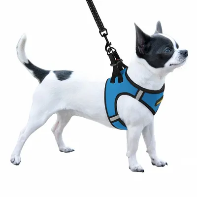 Мягкая светоотражающая шлейка для собак средних и маленьких пород, шлея для  мелких и средних пород голубая (ID#1562204839), цена: 389 ₴, купить на  Prom.ua