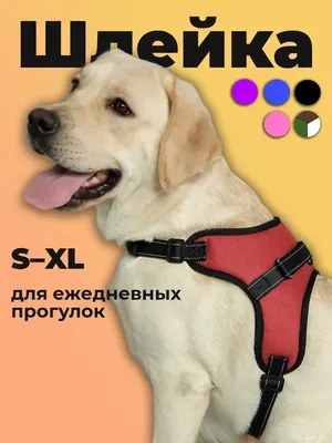 Шлейка для собак MiloPets 14847941 купить за 326 ₽ в интернет-магазине  Wildberries