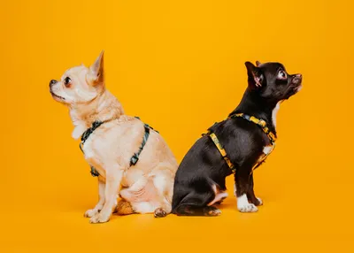 Шлейка для собаки \"Пигги Дримс\" / Шлейки для собак купить в интернет /  Шлейки для собак мелких пород
