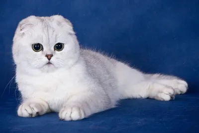 Шотландская прямоухая кошка: описание, характер, фото, цена
