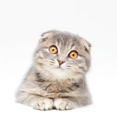 Шотландские кошки: все, что необходимо знать о породе - Интернет-зоомагазин  Korm