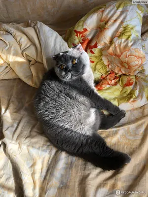 Шотландский вислоухий - милая порода кошек с добрым сердцем» — создано в  Шедевруме