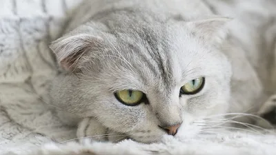 Шотландская вислоухая кошка — Википедия