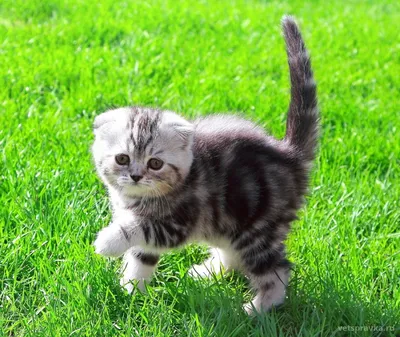Шотландский кот: фото, котята, характер, все о породе шотландский вислоухий  | Блог зоомагазина Zootovary.com