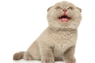 Шотландская прямоухая кошка: фото и описание породы — Purina ONE®