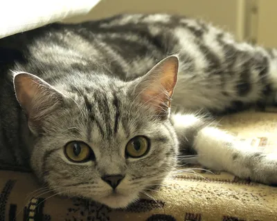 Шотландская вислоухая кошка: описание породы с фото — Pet-Mir.ru
