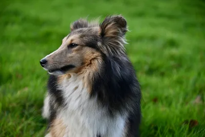 Шотландские породы собак: фото и названия | ВКонтакте