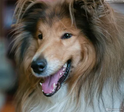 Шотландская собака породы терьера Стоковое Изображение - изображение  насчитывающей племенник, усмешка: 150870375