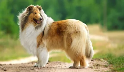 Скотч терьер (Scottish Terrier) - это умная, сообразительная и преданная  порода собак. Фото, отзывы и описание породы.