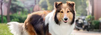 Красивая и умная, изысканная и сообразительная собака - Шотландский колли |  Vadim TOPS | Дзен