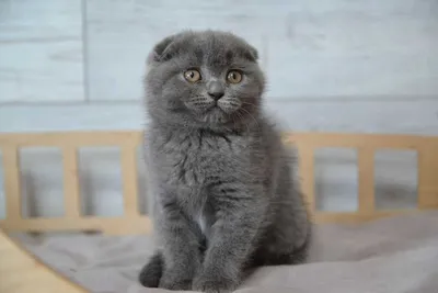 Шотландські кішки: все, що необхідно знати про породу - Інтернет-зоомагазин  Korm