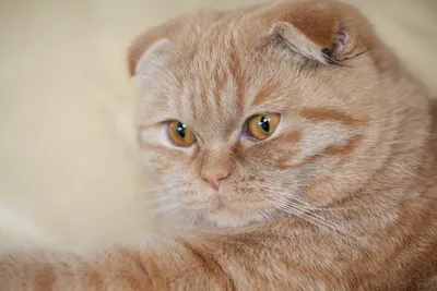 День вусолапохвостих: які коти та кішечки мешкають у домівках тернополян
