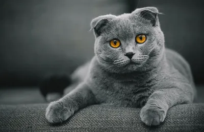 Британський капловухий кіт: фото, кошенята, характер, все про породу  британський висловухий | Блог зоомагазину Zootovary.com