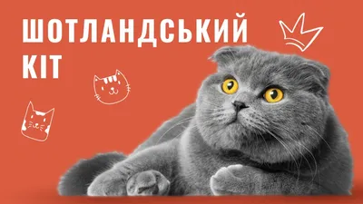 Купить шотландского вислоухого котенка из питомника Diamantovuy Vsesvit ☑️