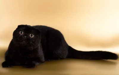 Шотландський висловухий кіт: характер, догляд, ціна кошенят – Турбота.Pet