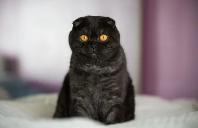 Шотландський кіт: характер та особливості породи - YouTube