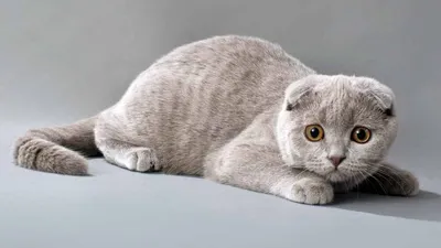 Шотландський кіт: фото, кошенята, характер, все про породи шотландський  каплоловухий | Блог зоомагазину Zootovary.com