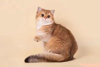 Шотландский короткошерстный кот фото фотографии