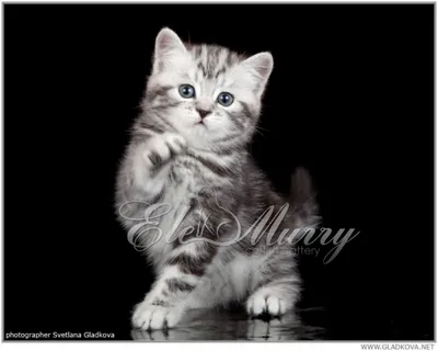 Шотландский короткошерстный котик – купить в Москве, цена 2 000 руб.,  продано 21 июня 2019 – Кошки