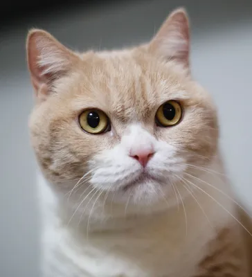 шотландский кот на светлом фоне Стоковое Изображение - изображение  насчитывающей глаз, мило: 222108259