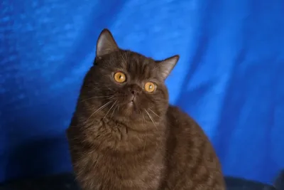 Питомник шотландских кошек Елемурри