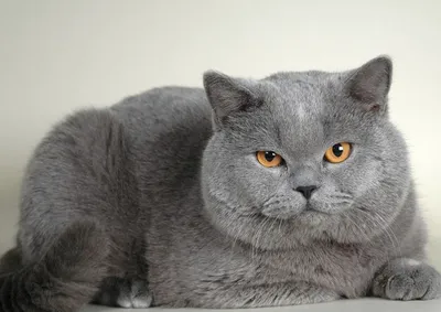 File:Британский короткошерстный кот.JPG - Wikimedia Commons