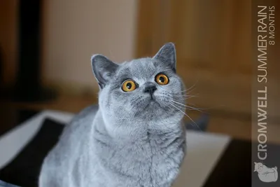 Сидит милый британский короткошерстный кот PNG , прекрасный, плоть,  дружелюбный PNG рисунок для бесплатной загрузки