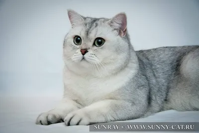Британский короткошерстный кот (28 фото) - 28 фото