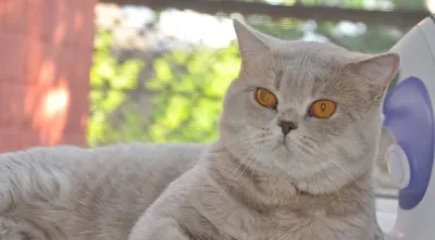 Galion MeowClub *BY шотландский шоколадный кот, носитель циннамона открыт  для вязок скоттиш страйт. Вязка шотландских вислоухих кошек в Минске