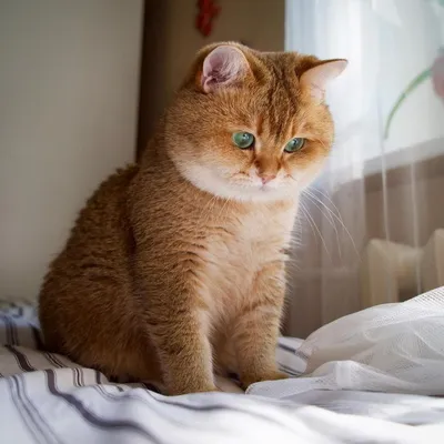 Британский короткошерстный кот: 1 500 000 сум - Кошки Келес на Olx