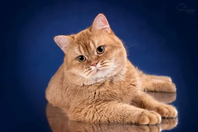 Шотландский короткошерстный кот рыжий - картинки и фото koshka.top