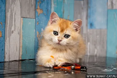 Короткошерстная кошка Стоковые фотографии, картинки, все без лицензионных  отчислений - Envato Elements
