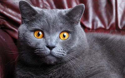 Британский короткошерстный кот - Tallinn - Животные, Кошки купить и продать  – okidoki