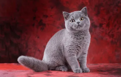 Шотландский короткошерстный кот …» — создано в Шедевруме