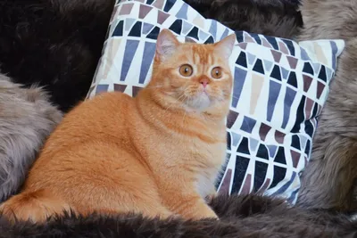 Шотландская вислоухая кошка - домашний питомец со спокойным и дружелюбным  характером | ЛапУшки | Дзен