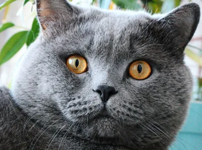 Найден серый шотландский кот на административной площади, Вятские Поляны |  Pet911.ru